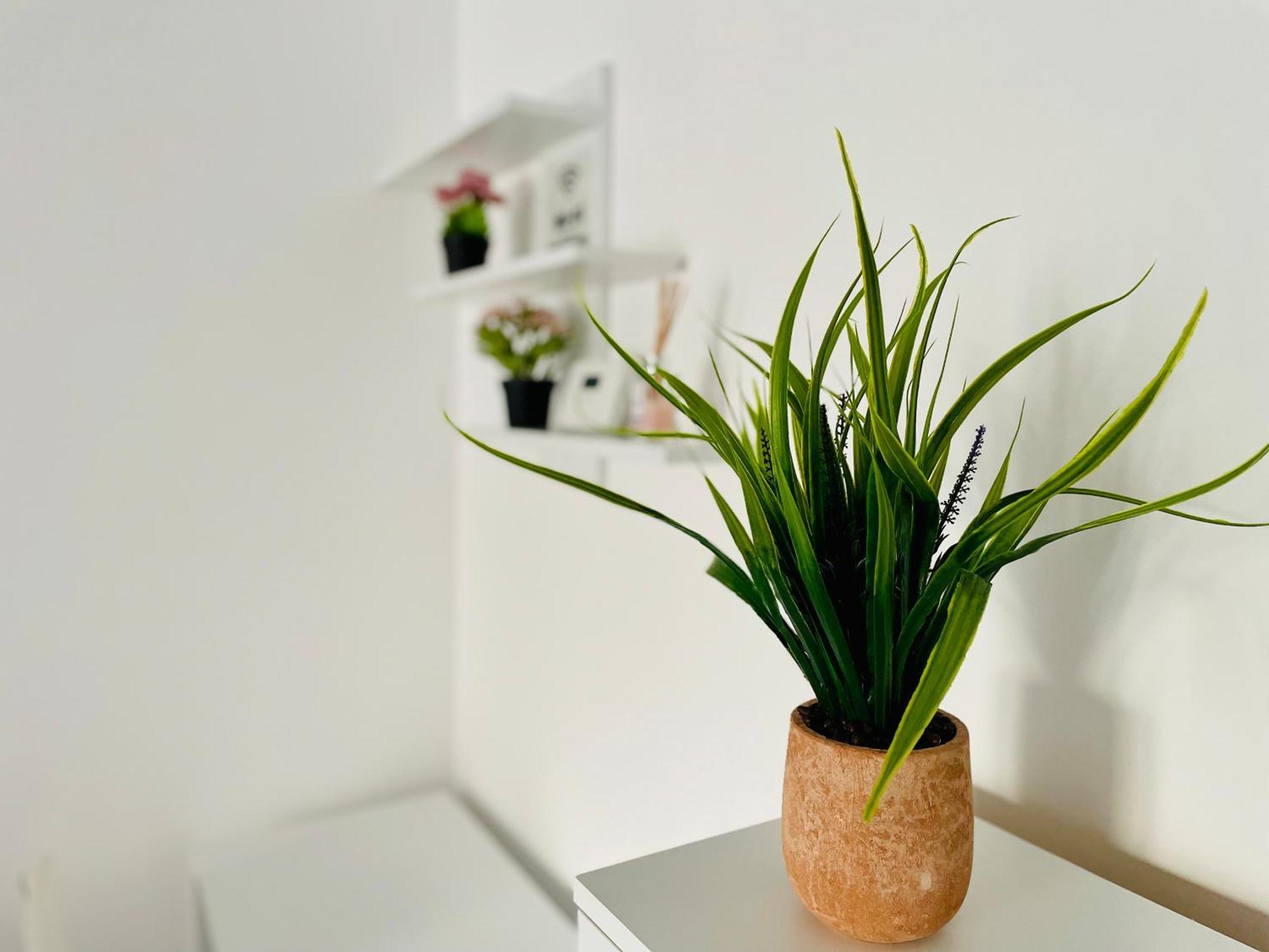 Montsee Brasov Apartment Екстериор снимка